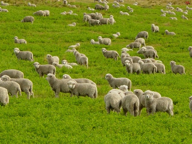 Содержание овец и уход за ними в Шарапово | ЗооТом портал о животных