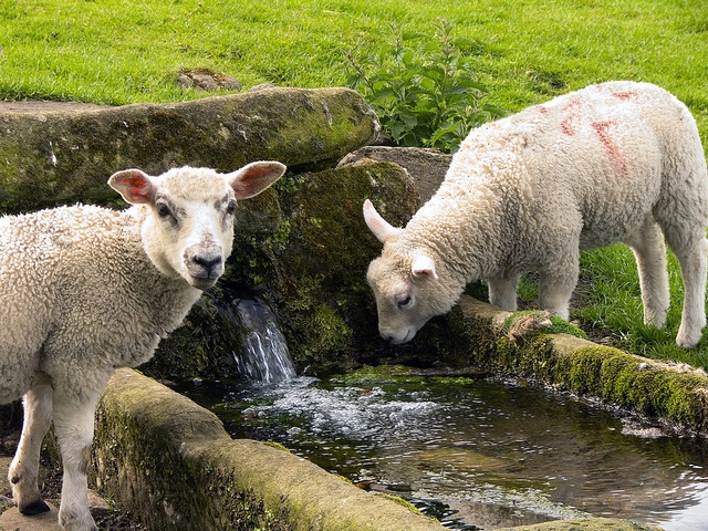 Статьи об овцах в Шарапово | ЗооТом портал о животных