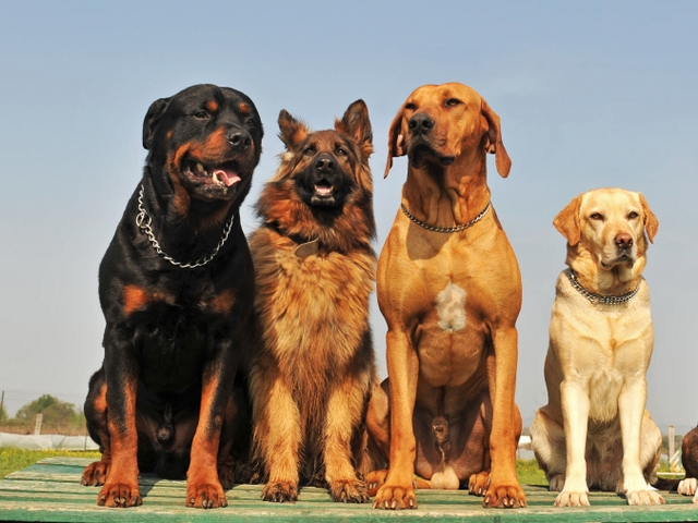 Крупные породы собак в Шарапово | ЗооТом портал о животных
