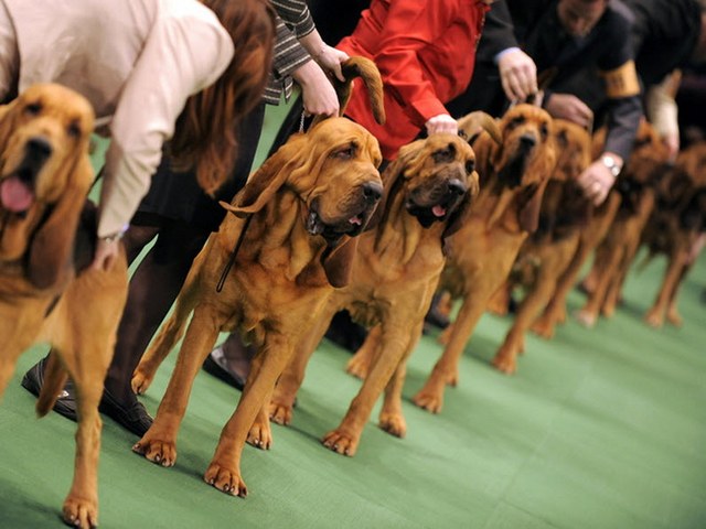 Выставки собак в Шарапово