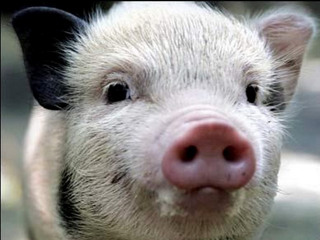 Породы свиней в Шарапово | ЗооТом портал о животных