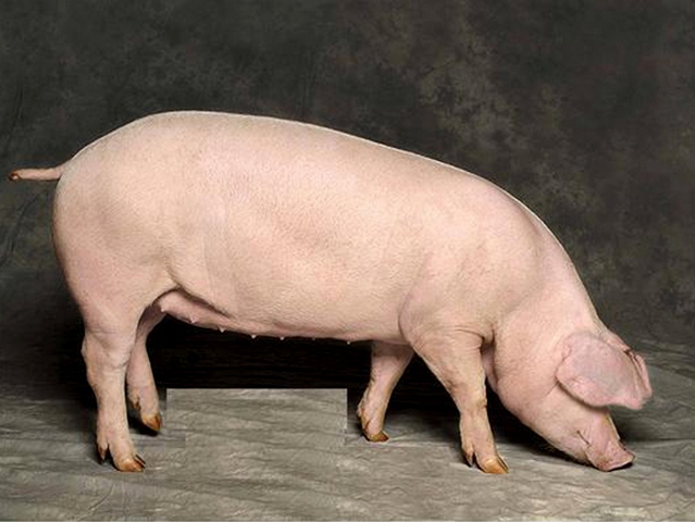 Породы свиней в Шарапово | ЗооТом портал о животных