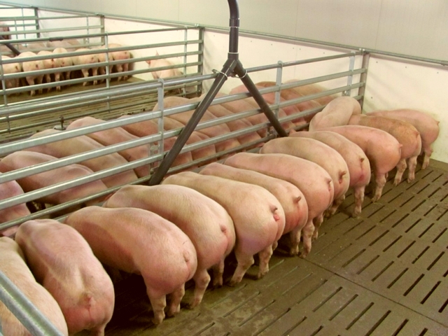 Содержание свиней и уход за ними в Шарапово | ЗооТом портал о животных