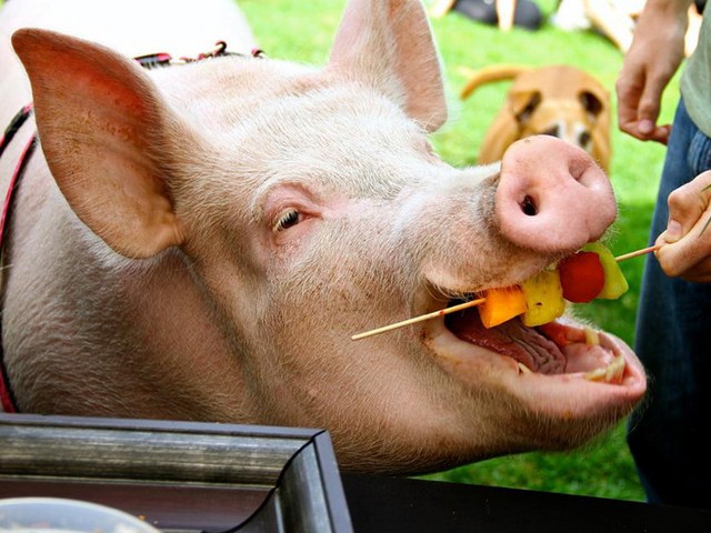Статьи о свиньях в Шарапово | ЗооТом портал о животных