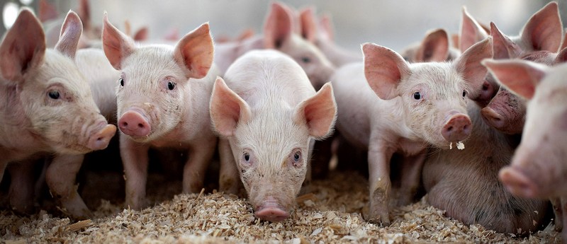 Все о свиньях в Шарапово | ЗооТом портал о животных