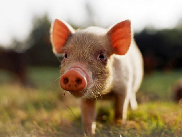 Все о свиньях в Шарапово | ЗооТом портал о животных