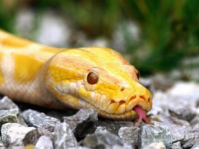 Породы змей в Шарапово | ЗооТом портал о животных