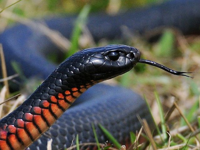 Все о змеях в Шарапово | ЗооТом портал о животных